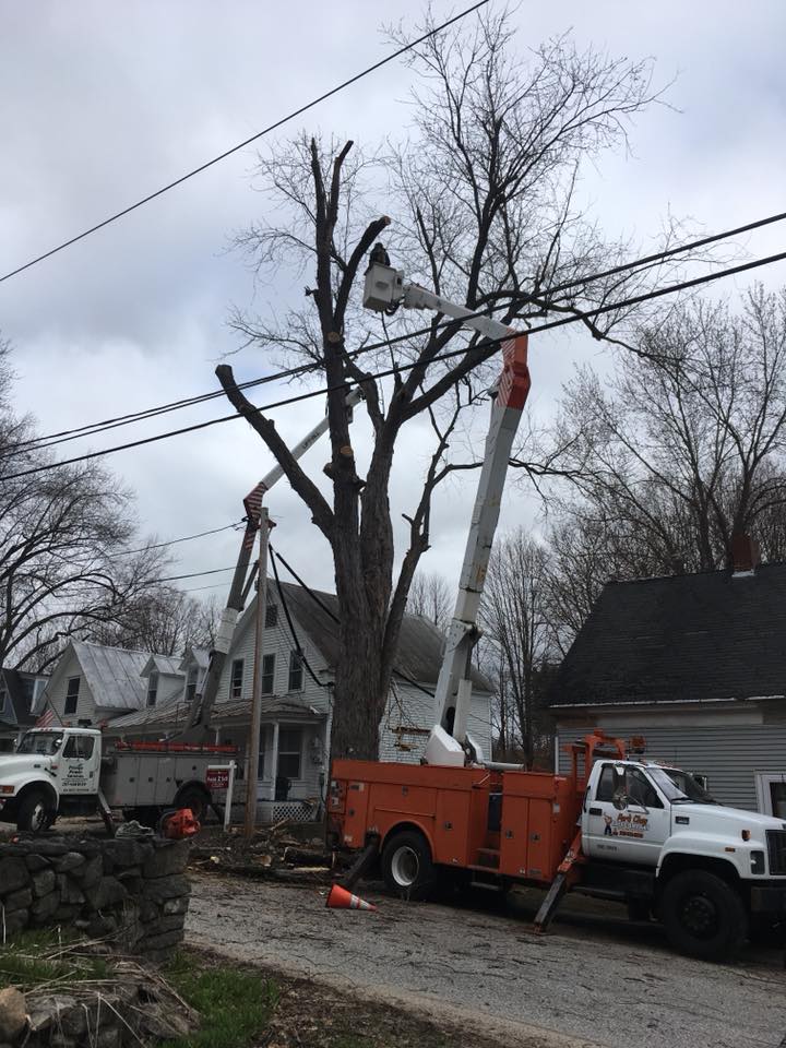 tree trimming around power lines